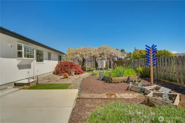 View of backyard of home, raised gardens, Wisteria covered arbor.