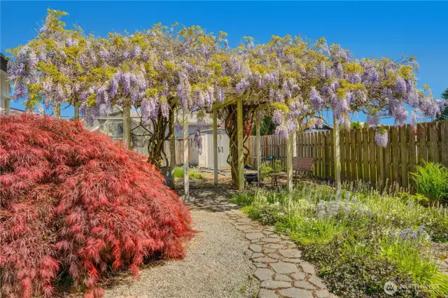 Mature plantings throughout, Japanese Maple, Wisteria.