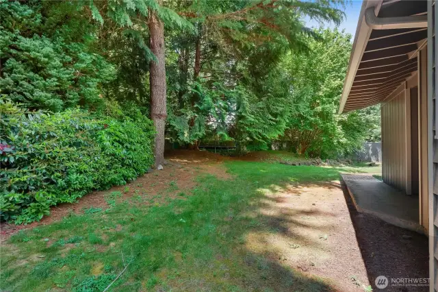 Back yard.