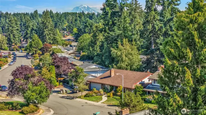 Lovely trees throughout the neighborhood