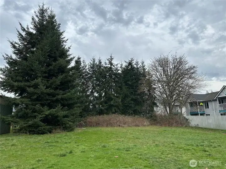 Fir Trees mark property line