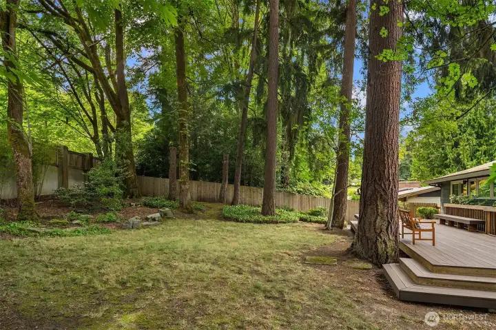 Fenced back yard