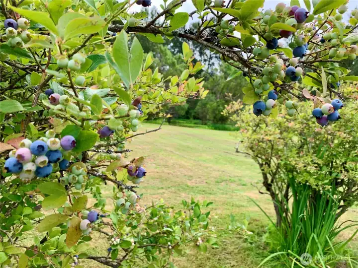 Loaded with blueberries Loaded with blueberries