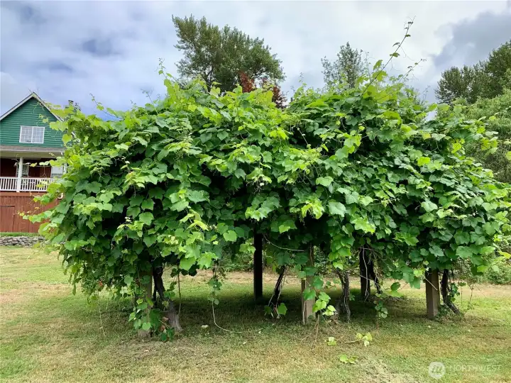 Grapes Grapes
