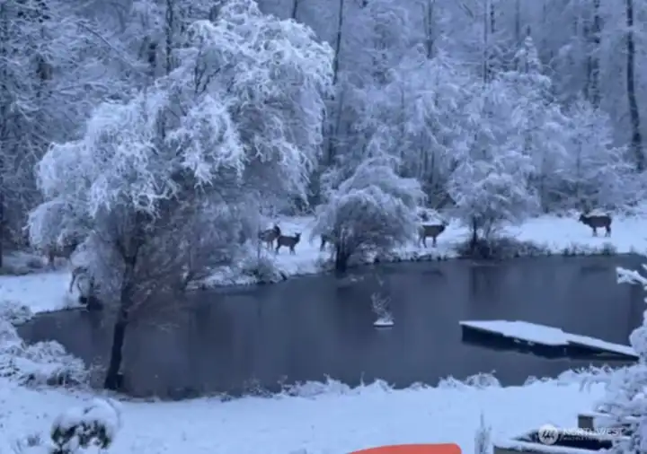 Elk on property enjoying winter wonderland Elk on property enjoying winter wonderland