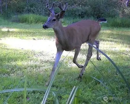 recent visitor on trailcam recent visitor on trailcam