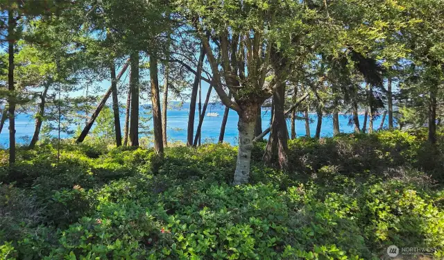 Front yard towards bluff