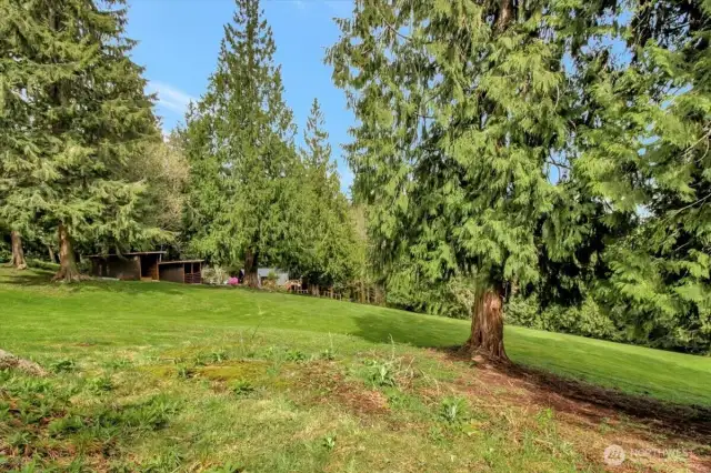 Many cedar trees on this property.