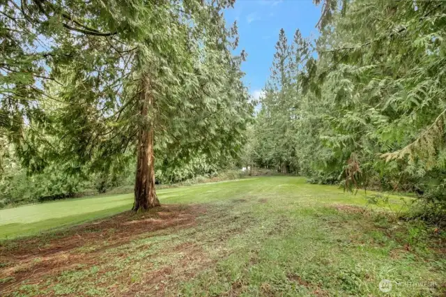 Take a walk among the trees