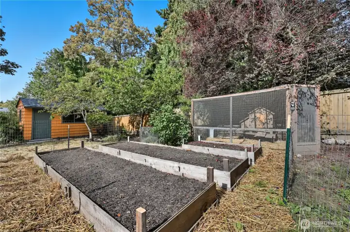 Chicken coop in the back yard near the raised garden beds.
