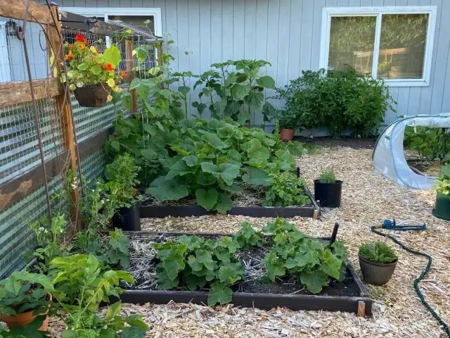 Here is last year's garden with raised beds.