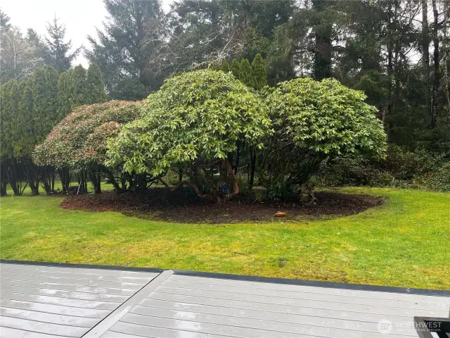 Backyard Rhodies.  low maintenance and full of blooms in their season.