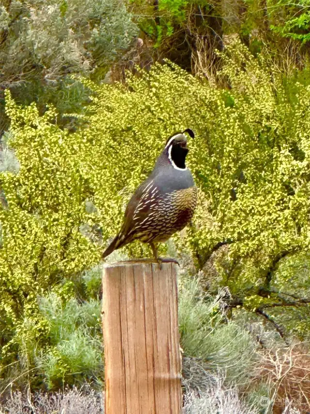 Common to see beautiful Quail all over the area.