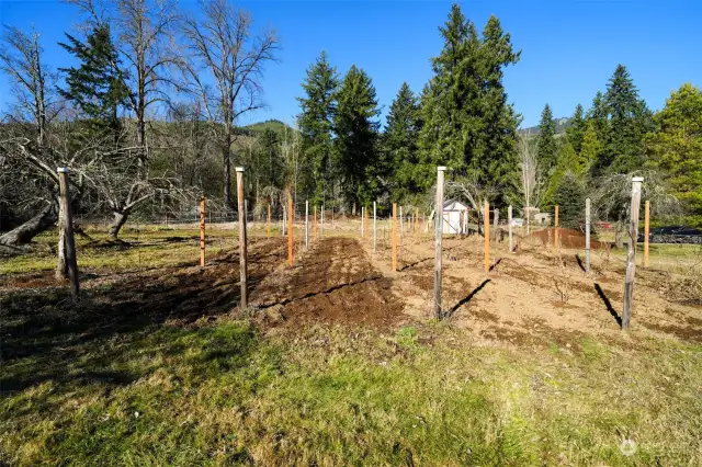 Berry Bushes with tons of Bird Netting to keep animals out