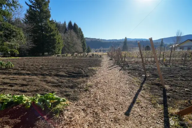 Kale, Rhubarb, Onions, Asparagus, Artichokes, etc