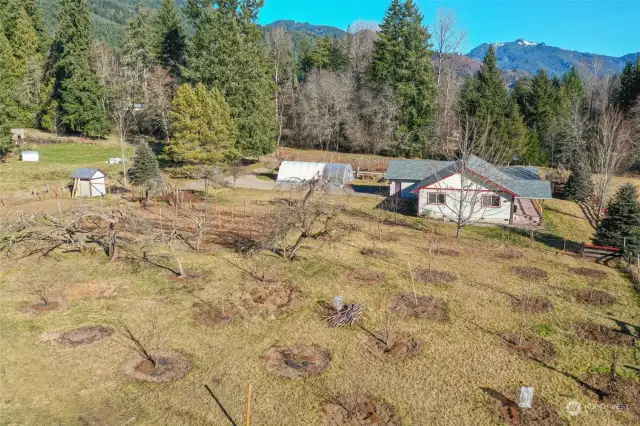 Mature Apple Orchard surrounded by Various Fruit Trees