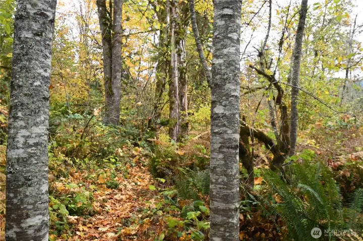 An inviting path winds through the property, leading to the river's edge.