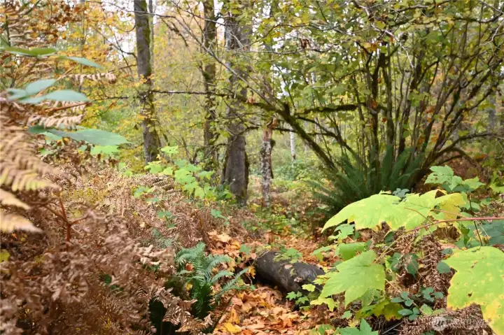 Adventure pure and simple. Step over the log.