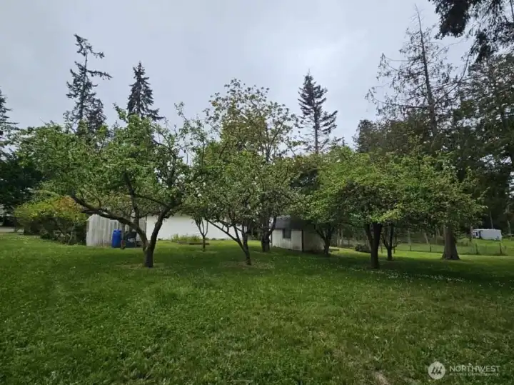 Orchard