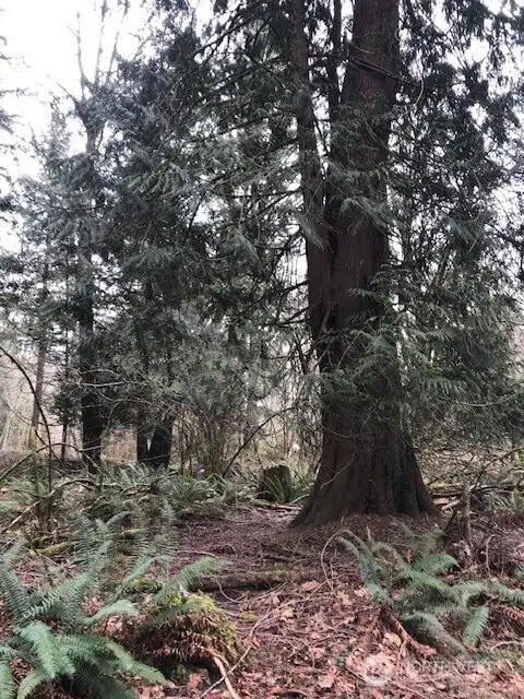 Healthy tree on the lot.
