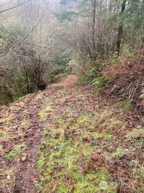 Top of road to get down to cedar and fir groves.