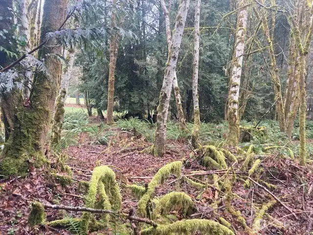 Dreamy fern field with alders, firs and cedar groves, very provate!