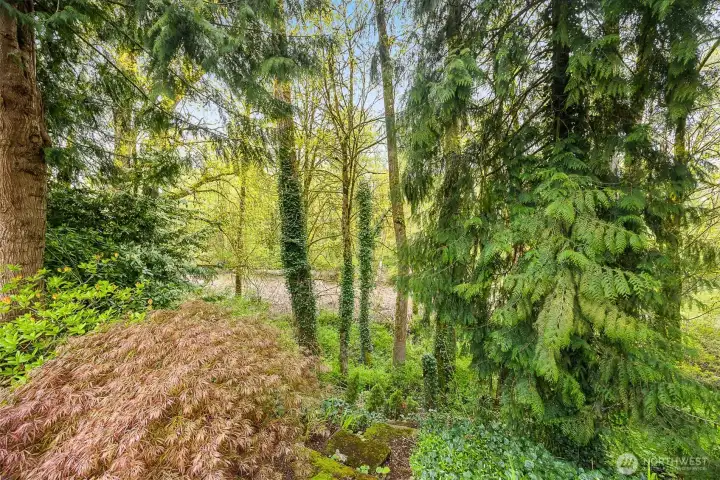 View of the river from back yard