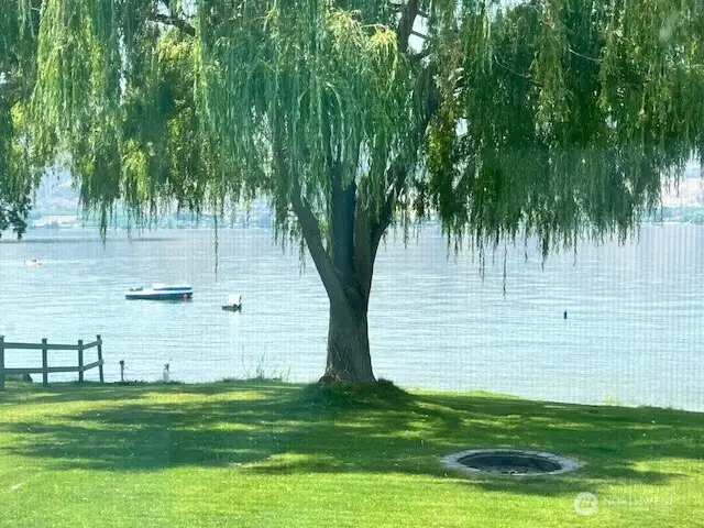 Shade of the willow tree