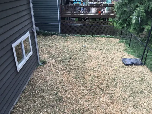 Back Yard