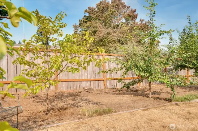 This mini-orchard is planted with 2 cherries - sweetheart and montmorency, 2 asian plums - satsuma and methley, 2 asian pears - shinseki and hosui. You'll also find a young apple tree in the front yard grafted with up to 5 varieties of apple.