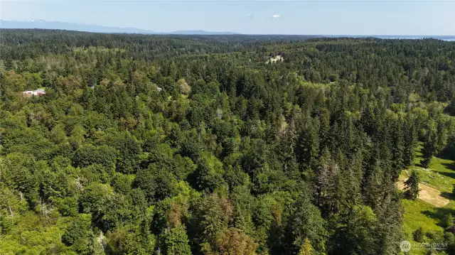 Lush, forested and private lot!