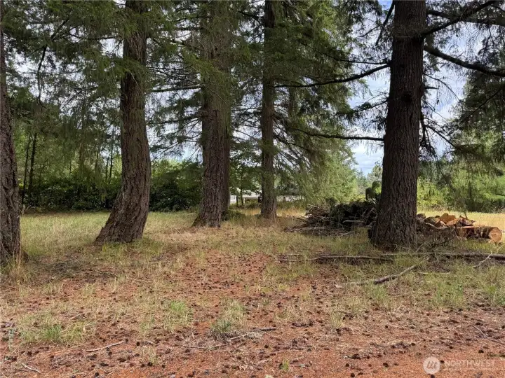 Trees and wood on property