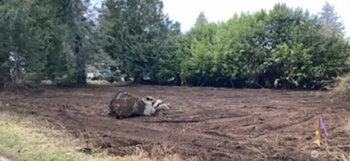 Clearing of lot with property survey completed