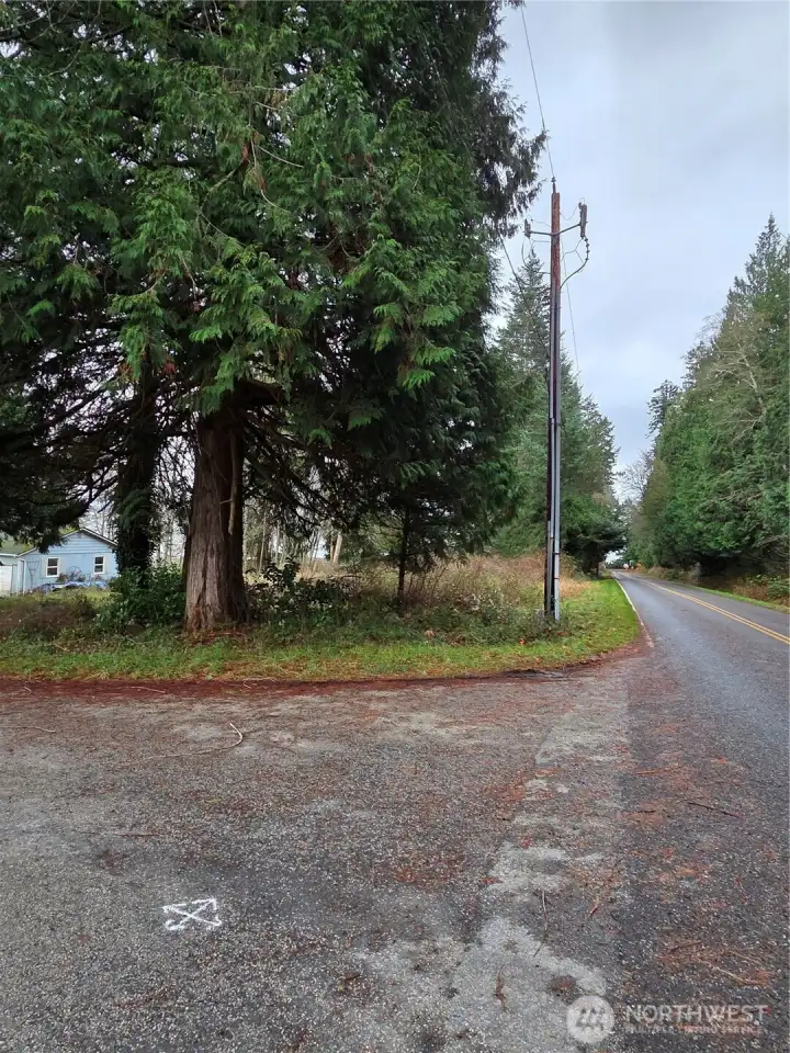 Trees at the cormer of Donegal and Johnson