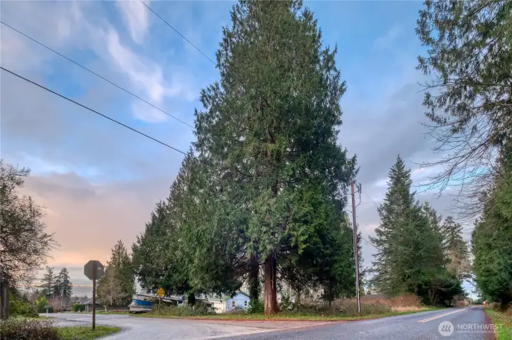 Another view of the lot, looking East NE.