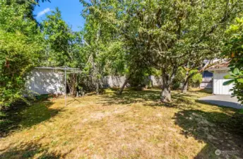 Backyard with an apple tree