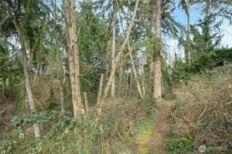 Scenic pathway through the trail system.