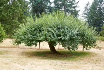 The most beautiful apple trees.