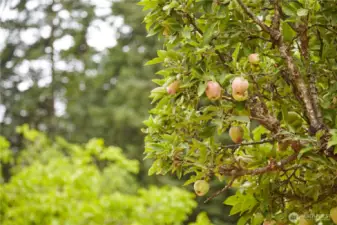 Ready to pick!