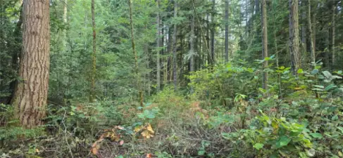 Look at all of the trees throughout the property. The lot is 300 feet wide x 300 feet deep (perfect square that is 2.07 acres). Gorgeous fully wooded lot that provides privacy and natural beauty.