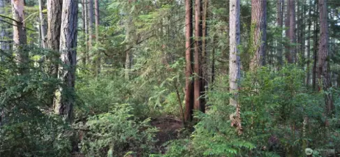Look at all of the trees throughout the property. The lot is 300 feet wide x 300 feet deep (perfect square that is 2.07 acres). Gorgeous fully wooded lot that provides privacy and natural beauty.