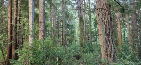 Look at all of the trees throughout the property. The lot is 300 feet wide x 300 feet deep (perfect square that is 2.07 acres). Gorgeous fully wooded lot that provides privacy and natural beauty.