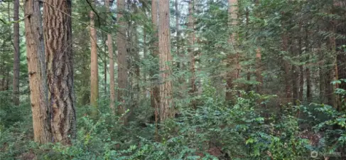 Look at all of the trees throughout the property. The lot is 300 feet wide x 300 feet deep (perfect square that is 2.07 acres). Gorgeous fully wooded lot that provides privacy and natural beauty.