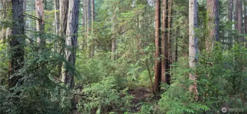 Look at all of the trees throughout the property. The lot is 300 feet wide x 300 feet deep (perfect square that is 2.07 acres). Gorgeous fully wooded lot that provides privacy and natural beauty.