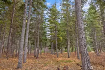 Welcome to 230 Goat Creek Lane