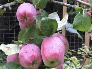 Enjoy fresh fruit from your own orchard!