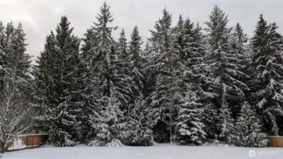 When it snows, the trees are a winter wonderland! .
