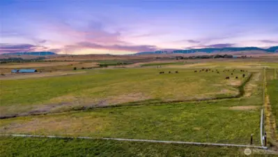 Cattle in the pasture enjoying life!