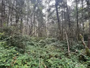 Timbered area with ravine over the hill.