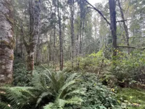 Mix of deciduous trees lined with sword ferns.